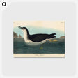 アートポストカード-Manks Shearwater from Birds of America
 - アメリカの鳥たち Postcard.