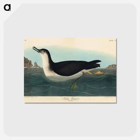 アートポストカード-Manks Shearwater from Birds of America
 - アメリカの鳥たち Postcard.