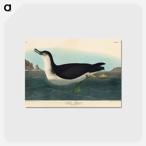 Manks Shearwater from Birds of America
 - アメリカの鳥たち Postcard.