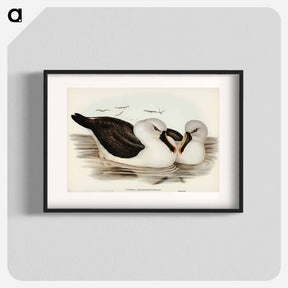 アートポスター-Yellow-billed Albatross
 - オーストラリアの鳥 Poster.