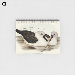 アートメモ帳-Yellow-billed Albatross
 - オーストラリアの鳥 Memo.