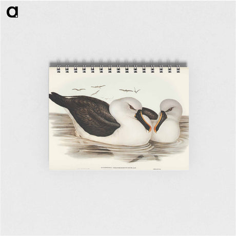 アートメモ帳-Yellow-billed Albatross
 - オーストラリアの鳥 Memo.