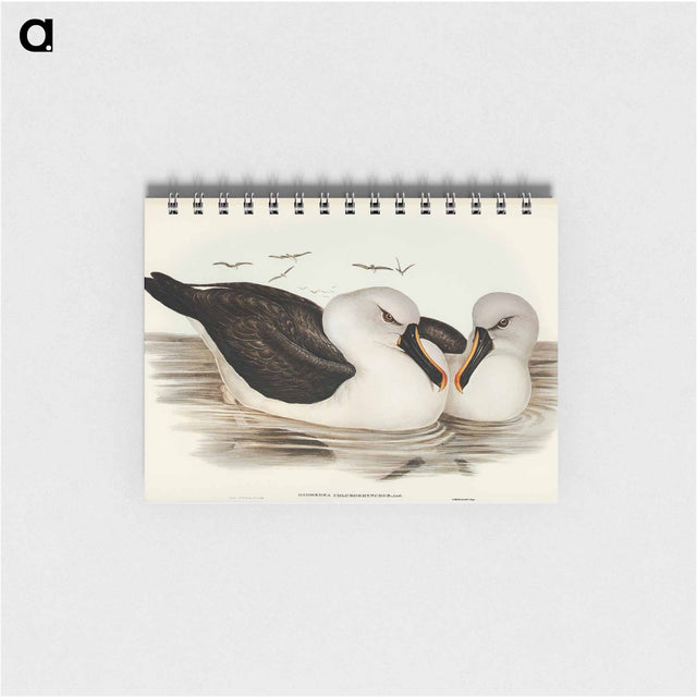 アートメモ帳-Yellow-billed Albatross
 - オーストラリアの鳥 Memo.