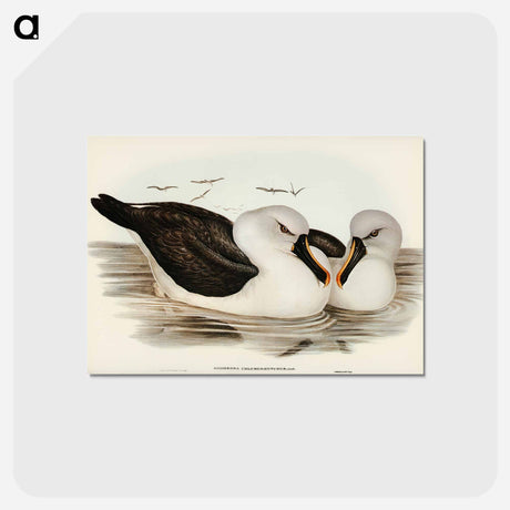 アートポストカード-Yellow-billed Albatross
 - オーストラリアの鳥 Postcard.