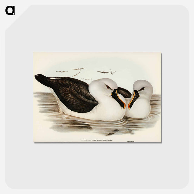 アートポストカード-Yellow-billed Albatross
 - オーストラリアの鳥 Postcard.