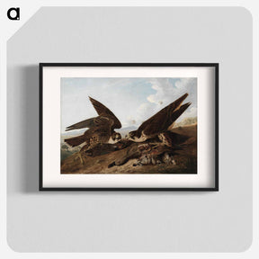 アートポスター-Peregrine Falcons
 - クリーブランド美術館 Poster.