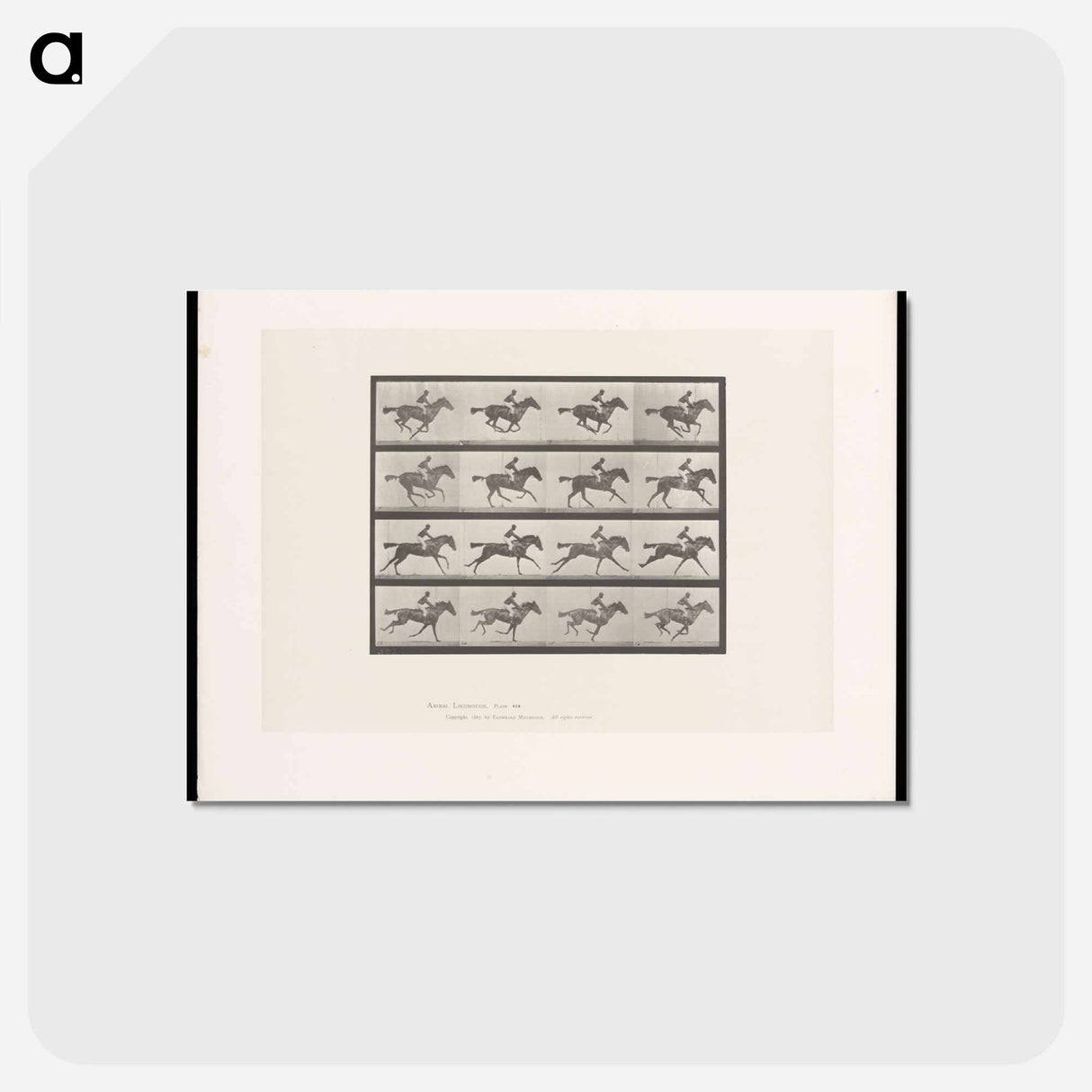 アートポストカード-Galloping Horse and Rider
 - エドワード マイブリッジ Postcard.
