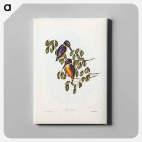 アートパネル-Azure Kingfisher
 - ジョン グールド Canvas.