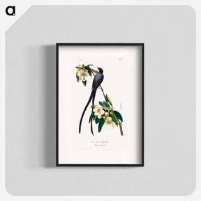アートポスター-The Birds of America
 - ジョン ジェームス オーデュボン Poster.