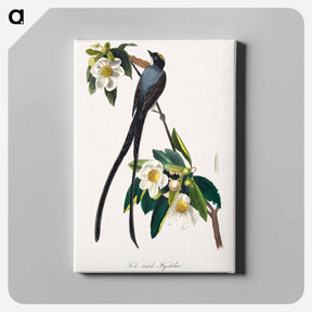 アートパネル-The Birds of America
 - ジョン ジェームス オーデュボン Canvas.
