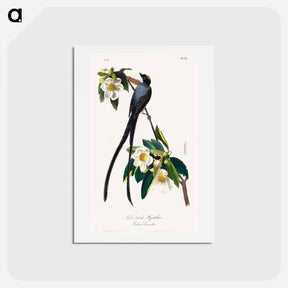 アートポストカード-The Birds of America
 - ジョン ジェームス オーデュボン Postcard.