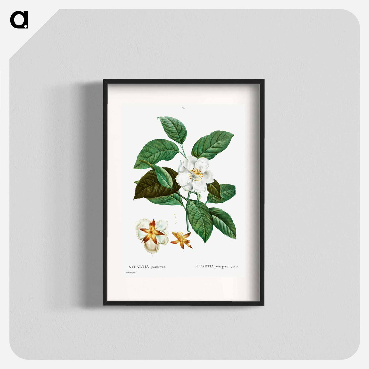 Stewartia pentagyna - ピエール ジョゼフ ルドゥーテ Poster.