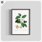 Stewartia pentagyna - ピエール ジョゼフ ルドゥーテ Poster.
