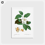 アートポストカード-Stewartia pentagyna - ピエール ジョゼフ ルドゥーテ Postcard.