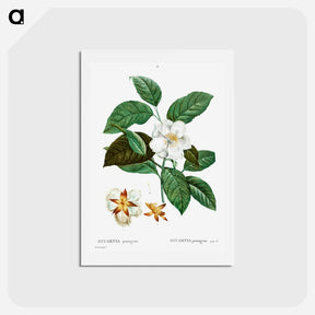 アートポストカード-Stewartia pentagyna - ピエール ジョゼフ ルドゥーテ Postcard.