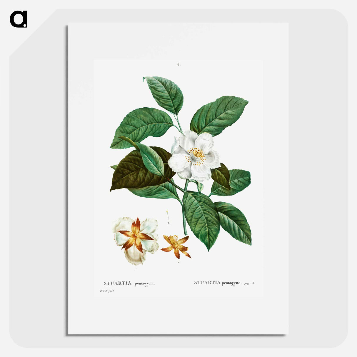 Stewartia pentagyna - ピエール ジョゼフ ルドゥーテ Poster.