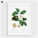 Stewartia pentagyna - ピエール ジョゼフ ルドゥーテ Poster.