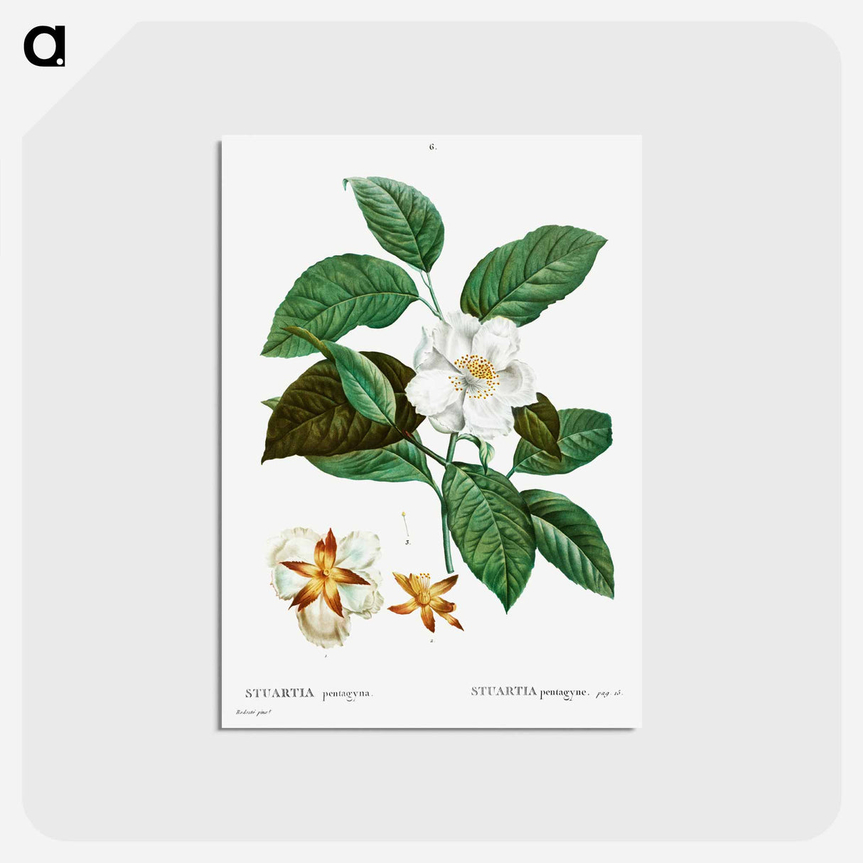 アートポストカード-Stewartia pentagyna - ピエール ジョゼフ ルドゥーテ Postcard.