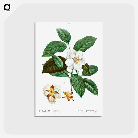 アートポストカード-Stewartia pentagyna - ピエール ジョゼフ ルドゥーテ Postcard.