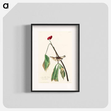 Louisiana Water Thrush from Birds of America
 - アメリカの鳥たち Poster.