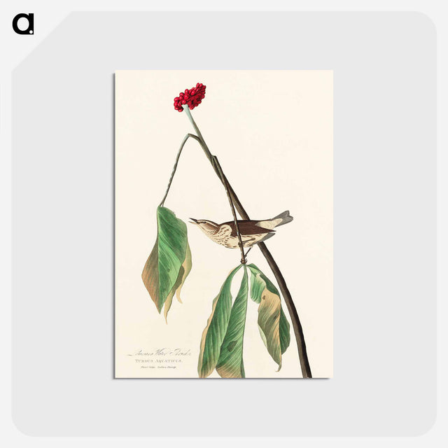 アートポストカード-Louisiana Water Thrush from Birds of America
 - アメリカの鳥たち Postcard.