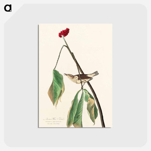 Louisiana Water Thrush from Birds of America
 - アメリカの鳥たち Postcard.