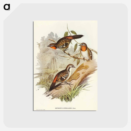 アートポストカード-Spine-tailed Orthonyx
 - オーストラリアの鳥 Postcard.