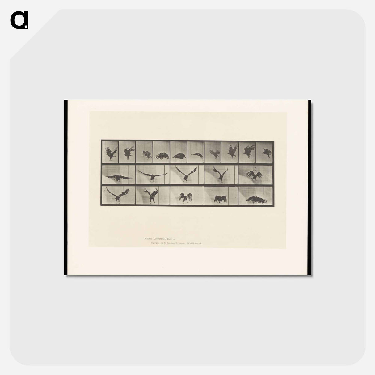 アートポストカード-Bald Eagle in Flight
 - エドワード マイブリッジ Postcard.