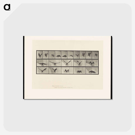 アートポストカード-Bald Eagle in Flight
 - エドワード マイブリッジ Postcard.