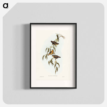 Spotted Pardalote
 - ジョン グールド Poster.