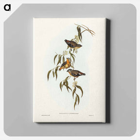 アートパネル-Spotted Pardalote
 - ジョン グールド Canvas.