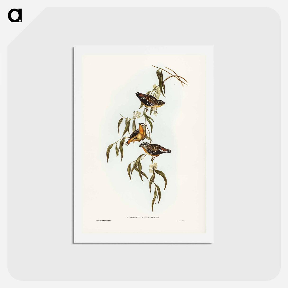アートポストカード-Spotted Pardalote
 - ジョン グールド Postcard.