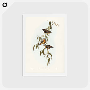 アートポストカード-Spotted Pardalote
 - ジョン グールド Postcard.