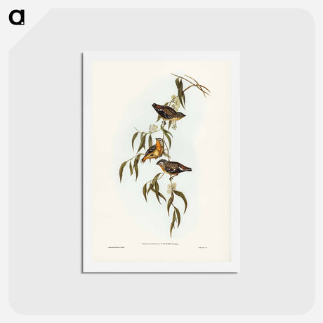 アートポストカード-Spotted Pardalote
 - ジョン グールド Postcard.