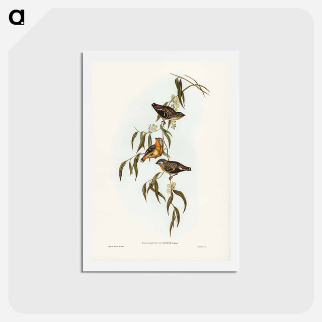 アートポストカード-Spotted Pardalote
 - ジョン グールド Postcard.