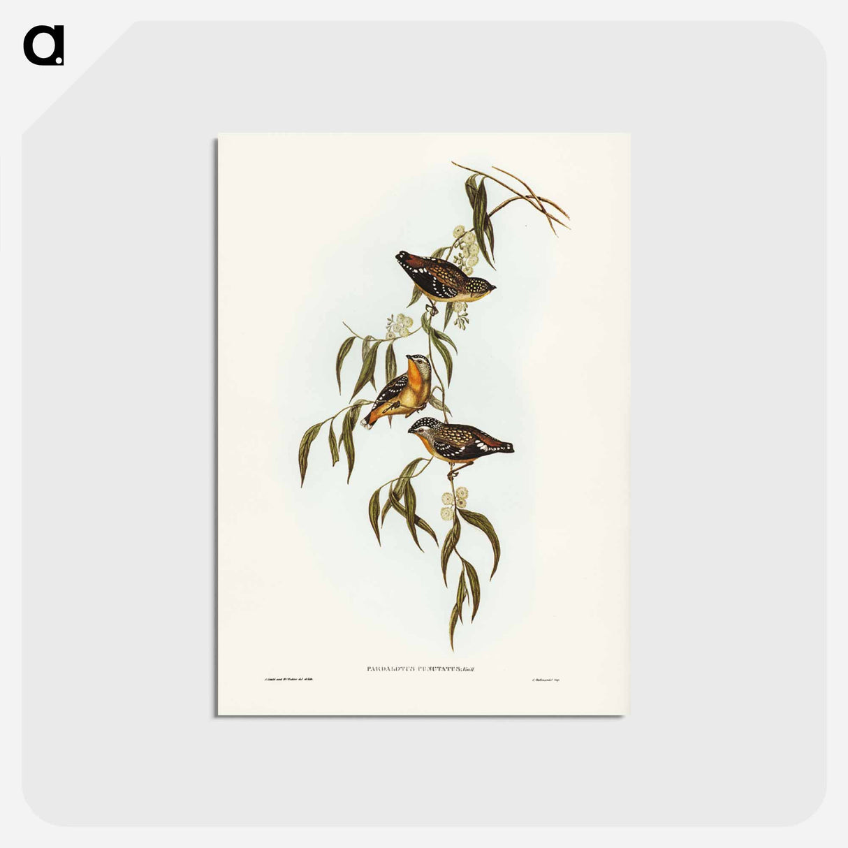アートポストカード-Spotted Pardalote
 - ジョン グールド Postcard.