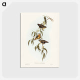 アートポストカード-Spotted Pardalote
 - ジョン グールド Postcard.