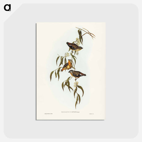 アートポストカード-Spotted Pardalote
 - ジョン グールド Postcard.
