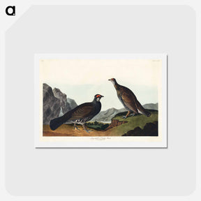 アートポストカード-Long-tailed or Dusky Grouse
 - ジョン ジェームス オーデュボン Postcard.