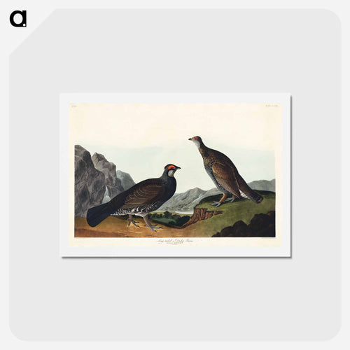 Long-tailed or Dusky Grouse
 - ジョン ジェームス オーデュボン Postcard.