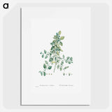 Tetragonia Echinata - ピエール ジョゼフ ルドゥーテ Poster.