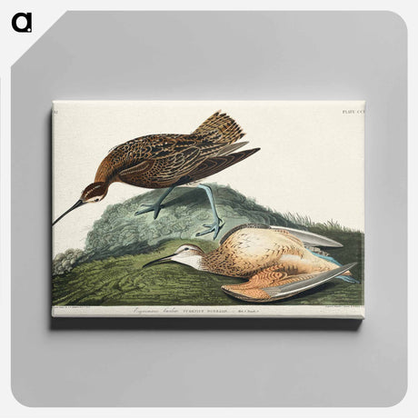 アートパネル-Esquimaux Curlew from Birds of America
 - アメリカの鳥たち Canvas.