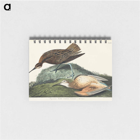 アートメモ帳-Esquimaux Curlew from Birds of America
 - アメリカの鳥たち Memo.