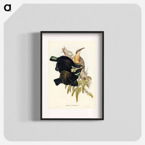 アートポスター-Victoria Rifle-bird
 - オーストラリアの鳥 Poster.