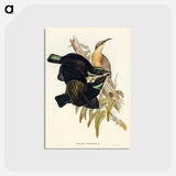 アートポストカード-Victoria Rifle-bird
 - オーストラリアの鳥 Postcard.