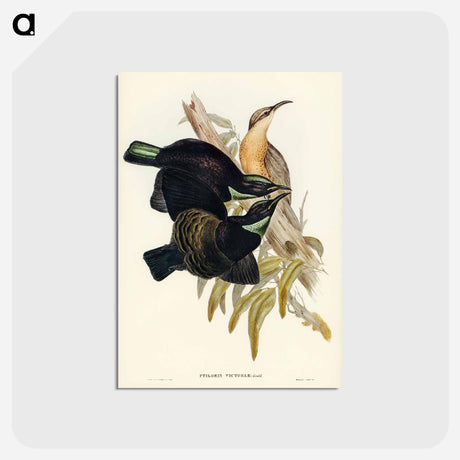 アートポストカード-Victoria Rifle-bird
 - オーストラリアの鳥 Postcard.