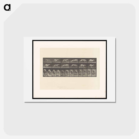 アートポストカード-Running Dog
 - エドワード マイブリッジ Postcard.