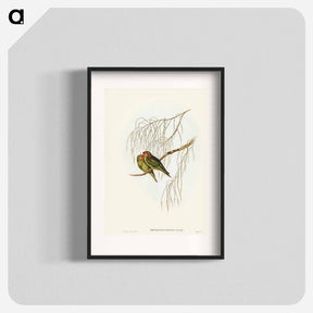 アートポスター-Little Lorikeet
 - ジョン グールド Poster.