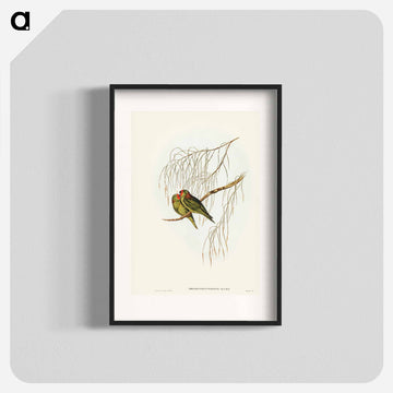 Little Lorikeet
 - ジョン グールド Poster.