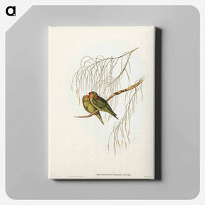 アートパネル-Little Lorikeet
 - ジョン グールド Canvas.